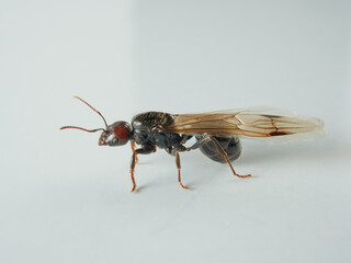 Queen of barbary harvester ant. Messor barbarus       