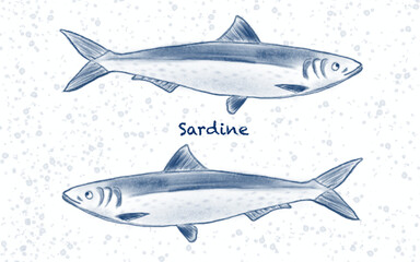 sardine