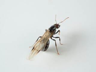 Queen of barbary harvester ant. Messor barbarus       