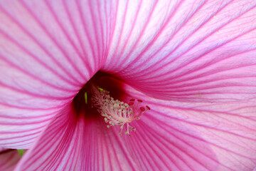 Inside A Pink Tropical Flower