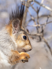The squirrel with nut sits on tree in the winter or late autumn. Portrait of the squirrel close-up