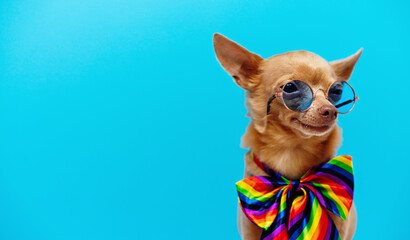 Adorable small dog wearing round blue sunglasses and rainbow colored tie against blue background.