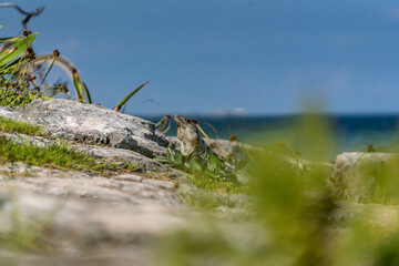 Wild iguana Relaxing on the Beach of Tulum. Quintana Roo, Mexico.