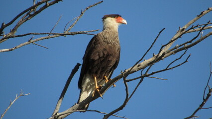 bird 2