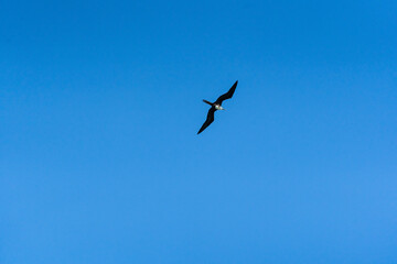 Fototapeta na wymiar Frigatebird over Caribbean Sea, Tulum, Quintana Roo, Mexico.