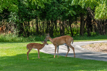 Urban White-tailed Doe Deer And Her Fawn