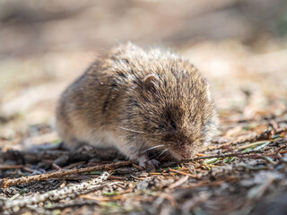 A closeup of a Common vole, Microtus arvalis, on the ground with a blurry background