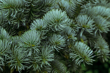 Spruce green branches, natural background