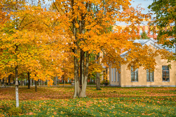 Colorful landscape of the autumn forest park