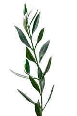 feuilles d’oliviers sur fond blanc 