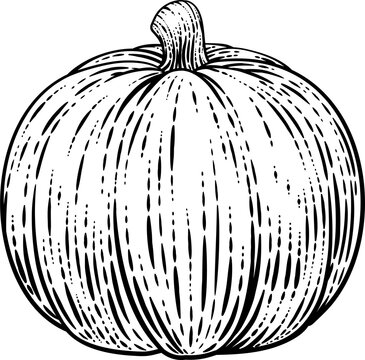 Pumpkin Vegetable Vintage Woodcut Illustration