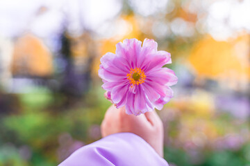Purple flower and place for text, natural background