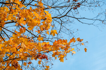 Natural background autumn trees against a blue sky background, tree crowns photographed from below