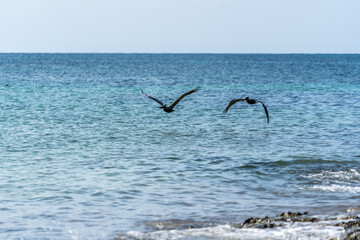 A large pelican flies low over the water in search of food. The coastline of Tulum in Mexico.