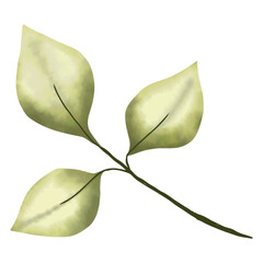 Watercolor Green Leaf Element