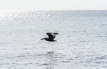 A large pelican flies low over the water in search of food. The coastline of Tulum in Mexico.