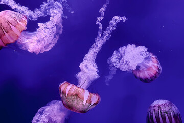 Jellyfish floating in the sea. I feel healing just by looking. © Niki Twice