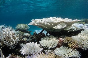 Underwater photo of bleached corals on a coral reef in the Maldives  - obrazy, fototapety, plakaty