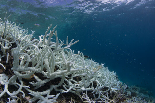 Bleached branching coral on a coral reef in the Maldives during a global bleaching event taken underwater