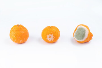 Mandarins are covered with mold fungus. Rotting citrus fruits on a white background.