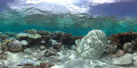 Underwater photo of coral bleaching on a coral reef in the Maldives
