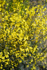 Obraz premium Curly kale yellow flowers