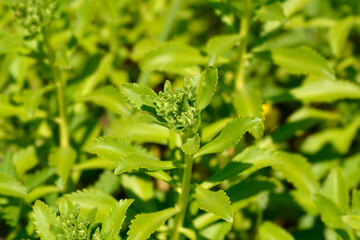 Ulleungdo Stonecrop flower buds