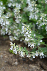 Catmint Snowflake small white flowers