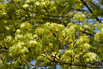 Norway maple branches with flowers
