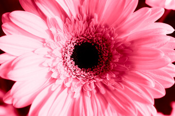 Gerbera flower close-up. The new trend color Viva Magenta 2023