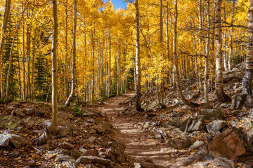 Autumn colors on the trail Maroon Bells Scenic Area - near Aspen, Colorado