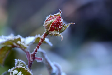 Obraz premium Blumen 1436