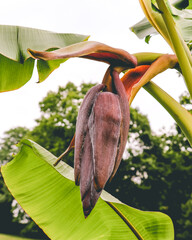 Banana Tree