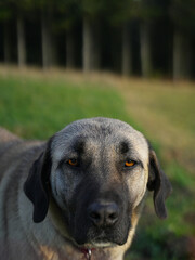 dog with orange eyes 