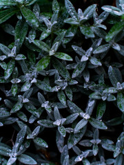 frozen green plants with water drops on them
