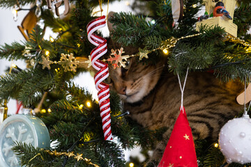 The cat is sitting on the Christmas tree. Hooliganism of a pet, sabotage, damage to the decor.  Christmas, New Year.  - obrazy, fototapety, plakaty