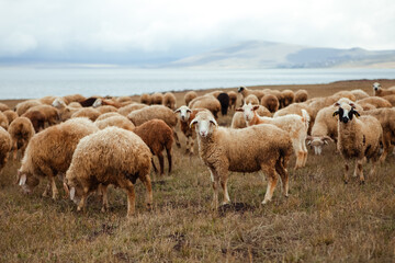 a flock of sheep on the shore of the lake against the backdrop of the mountains