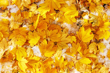 Naklejka na ściany i meble mixed fallen yellow maple and birch leaves