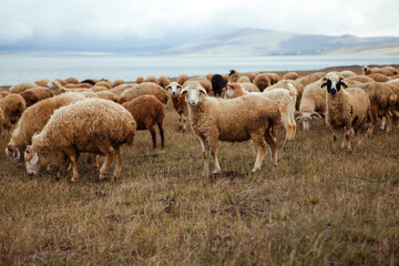 Fototapeta premium a flock of sheep on the shore of the lake against the backdrop of the mountains