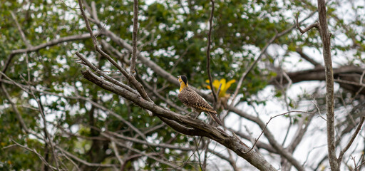 Photograph of a Campo flicker. 