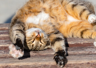 a big beautiful cat basking in the sun