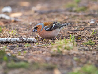 Common chaffinch, Fringilla coelebs, sits on a green lawn in spring. Common chaffinch in wildlife.