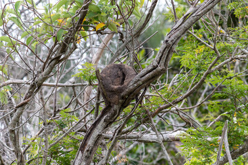 Photograph of the Rufous Hornero nest on a tree branch.	