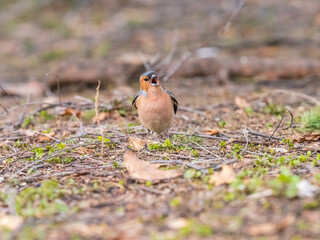 Common chaffinch, Fringilla coelebs, sits on a green lawn in spring. Common chaffinch in wildlife.