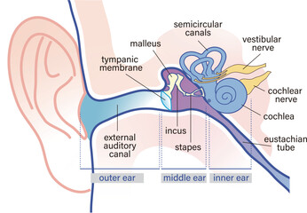 ear anatomy vector illustration  - obrazy, fototapety, plakaty