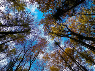 Autumn trees against blue sky.