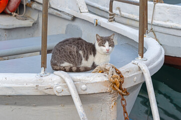 fishing boats and big cat