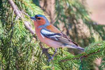 Common chaffinch, Fringilla coelebs, sits on a branch in spring on green background. Common chaffinch in wildlife.
