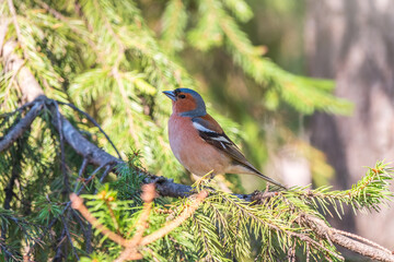 Common chaffinch, Fringilla coelebs, sits on a branch in spring on green background. Common chaffinch in wildlife.