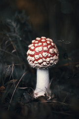 bajkowy muchomor czerwony na tle jesiennej trawy, amanita muscaria mushrooms in autumn forest - obrazy, fototapety, plakaty